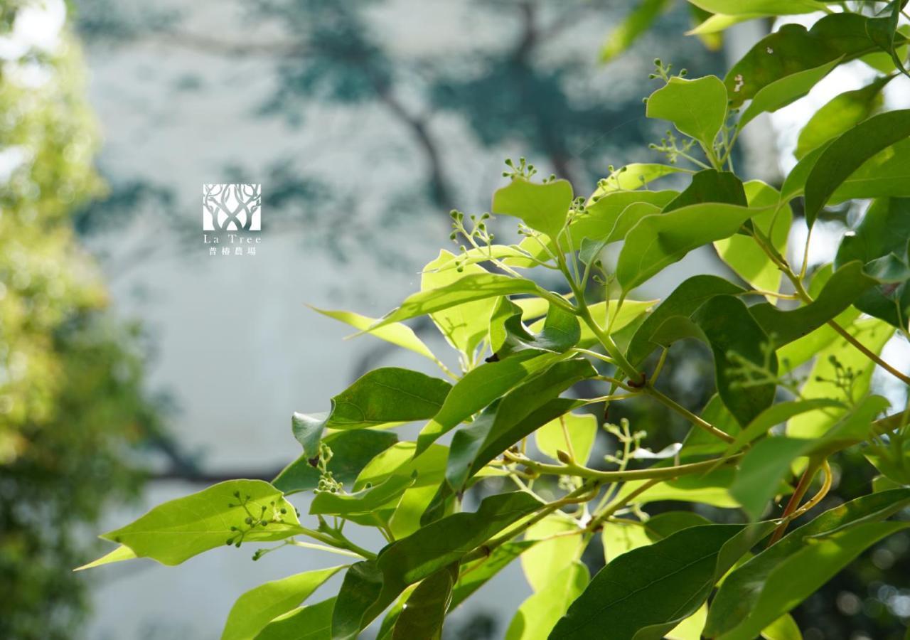 La Tree 普椿農場木子莊園 Apartman Tungho Kültér fotó