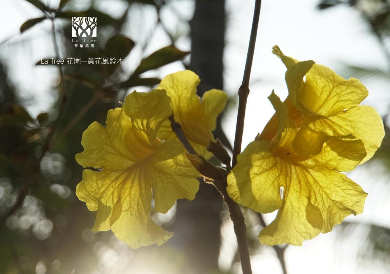 La Tree 普椿農場木子莊園 Apartman Tungho Kültér fotó