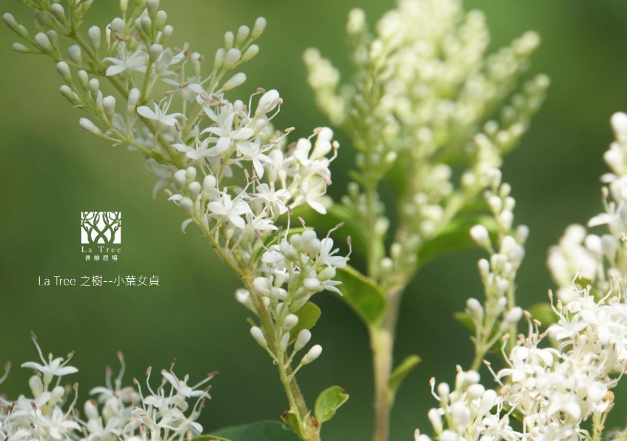 La Tree 普椿農場木子莊園 Apartman Tungho Kültér fotó