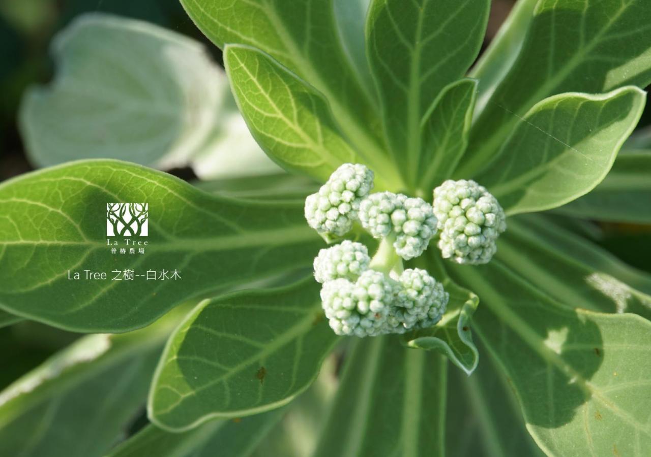 La Tree 普椿農場木子莊園 Apartman Tungho Kültér fotó